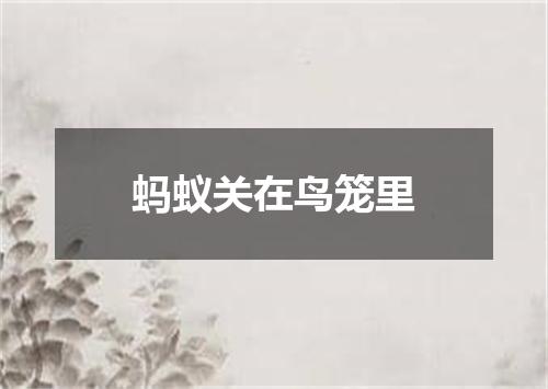 蚂蚁关在鸟笼里
